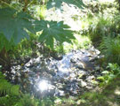 Stream